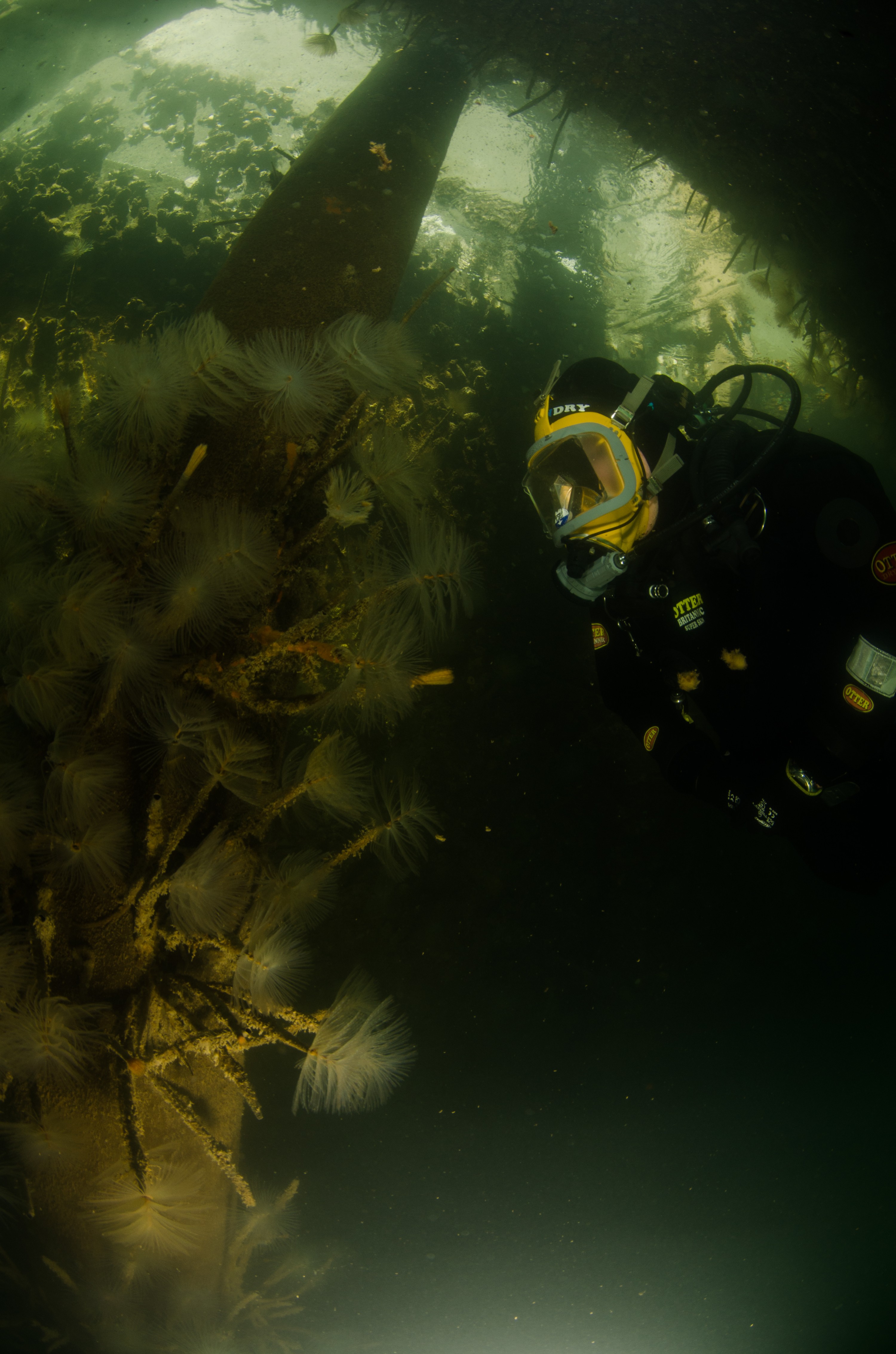 DSC_2966 – Mediterranean, fanworm, Sabella, spallanzanii, marine, pest, Auckland, underwater, crispin, nz, new, zealand, new zealand, fan, worm, marine, pest, invasive, Biosecurity